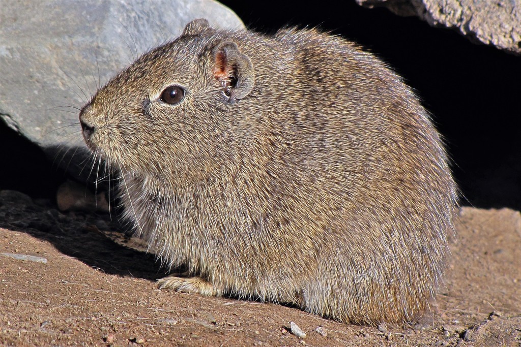 Cuis (Galea musteloides)